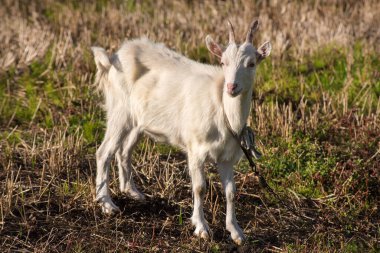 Komik bir ağızlık takmış beyaz keçi çayırda otlanıyor.