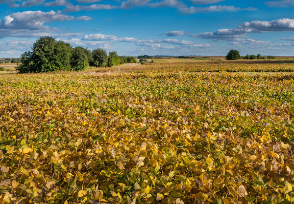 soybean yellowed leaves and landscapes on the horizon