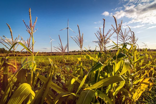 農業環境における秋の景観 トウモロコシ 風力発電タービン — ストック写真