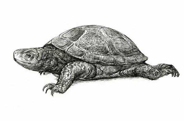 Ilustracja Graficzna Żółwia Stawowego Ręcznie Robiony Żel Pióro Emys Orbicularis — Zdjęcie stockowe