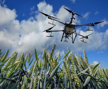 Bir püskürtücü dron bulutlarla mavi gökyüzünde buğday tarlasının üzerinde uçuyor. Akıllı çiftçilik ve titizlik