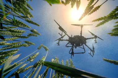 Bir püskürtücü dron buğday tarlasının üzerinde uçuyor. Akıllı çiftçilik ve titizlik