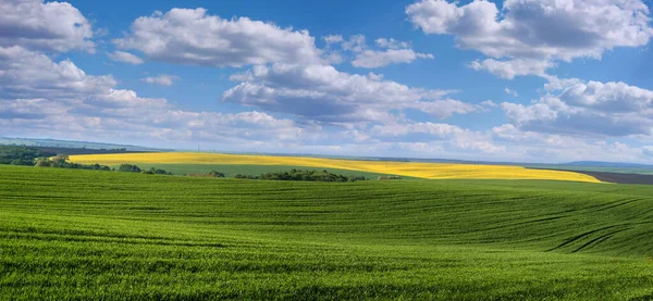 Pole Uprawne Zielonych Pędów Pszenicy Ozimej Kwitnący Żółty Rzepak Horyzoncie — Zdjęcie stockowe