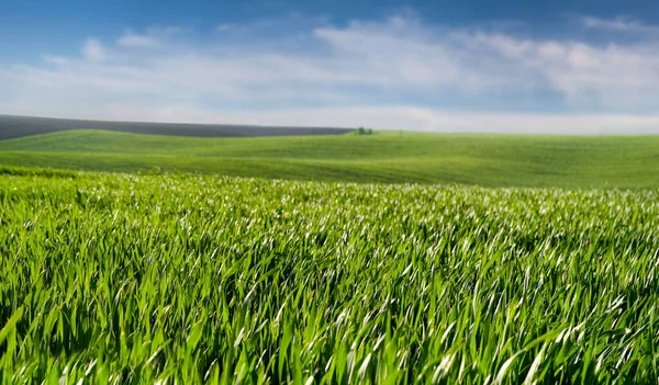 Зелені Весняні Хвилясті Поля Пшеничних Культур Хвилясті Лініями Сільського Ландшафту — стокове фото