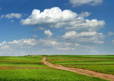 green fresh wheat field with dirt road in springtime with beautiful sky
