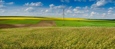Panoramic view of field grass Capsella bursa pastoris, farm green wheat field, lines of arable land and rapeflowerfield landscape with baeautiful sky