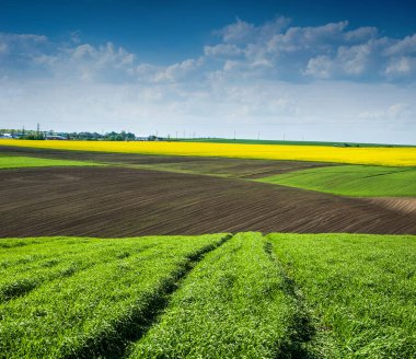 farm green wheat field, lines of arable land and rapeflowerfield landscape