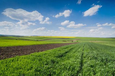 rural field of winter wheat near arable land in early spring and