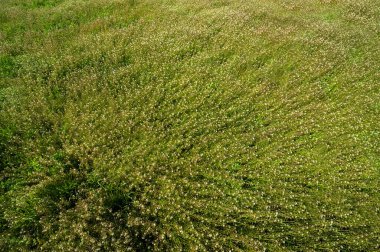 Flowering field grass Capsella bursa pastoris, top view of the field at spring