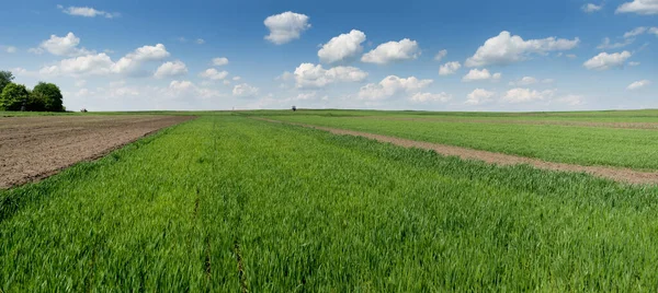 rural lands the field of winter wheat in early spring
