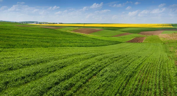 green fresh field of winter wheat in spring and hills with plots of different colors