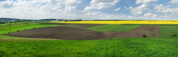 Panoramic View Farm Green Wheat Field Lines Arable Land Rapeflowerfield — Stock fotografie