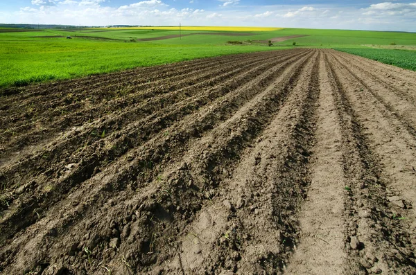 Wrapped Rows Potatoes Green Fresh Field Winter Wheat Spring Hills — стоковое фото
