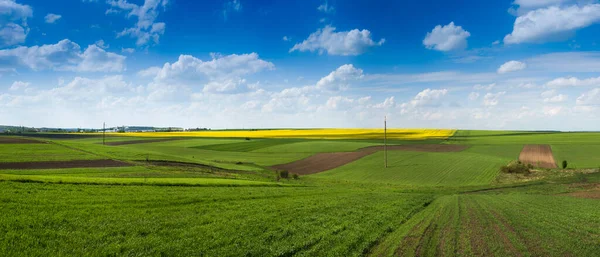 panorama of patchwork agricultural lands from the side of a green field of winter wheat in early spring