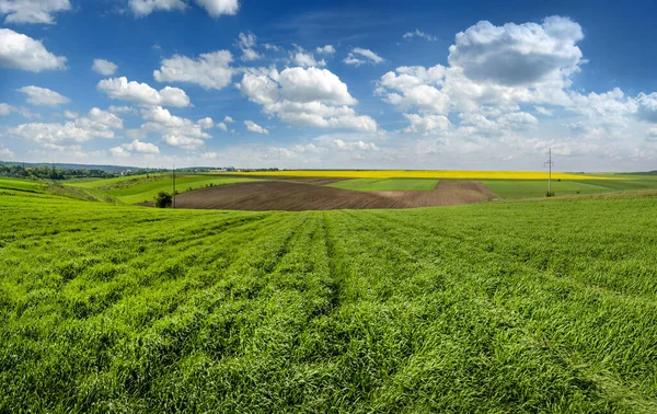 Panorama Pieces Agricultural Arable Land Rapeseed Green Field Winter Wheat — Stok fotoğraf