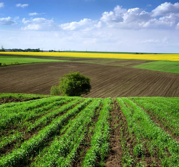wheat rows, arable land, rapeflowerfield and lonely tree