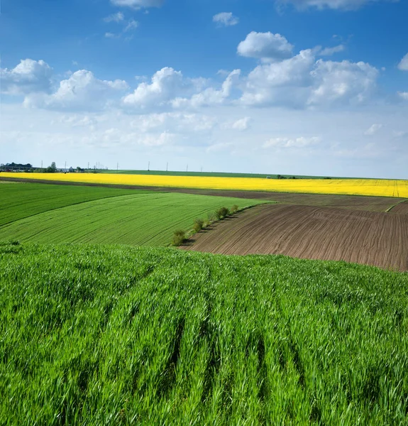 Green field of winter wheat, Yellow oilseed rape fields andarable land, patchwork, focus on wheat