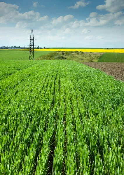 Farm Green Wheat Field Lines Rapeflowerfield Landscape Horizon — ストック写真
