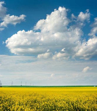 Blooming canola, rapeseed field in the field and picturesque sky with clouds