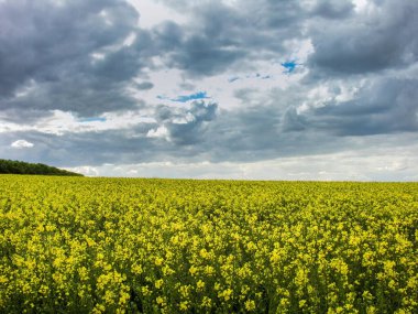 Blooming canola, rapeseed field in the field and sky with clouds