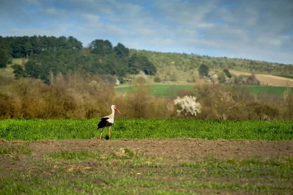 Stork Meadow Looking Food Springtime — Stock Photo, Image
