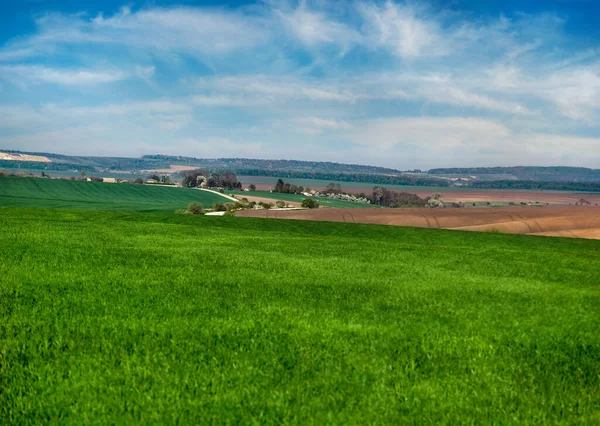 Yeşil Buğday Tarlası Güzel Tarım Arazileri Ilkbaharda Mavi Gökyüzü — Stok fotoğraf