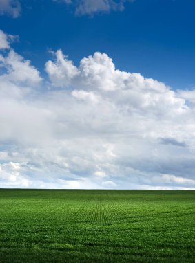 Genç filizlerin yeşil alanı, tarım kavramı, buğday ya da çavdar tarlası ekimi ve bahar zamanı resim kurtarma gökyüzü bulutları