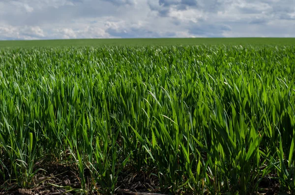 Unga Groddar Vete Närbild Och Vacker Himmel Med Moln Bakgrunden — Stockfoto