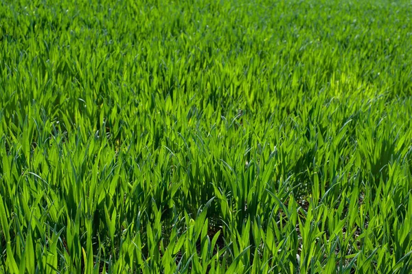 绿色小麦芽 春季农业 — 图库照片