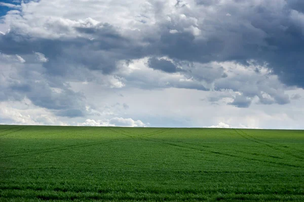 Stock image green field and picturescue storm sky clouds at springtime, agriculture planted wheat