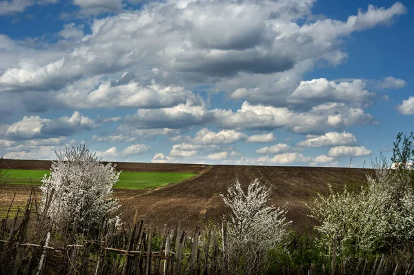 Vårlandskap Med Blommande Träd Och Jordbruksmark Vid Horisonten — Stockfoto