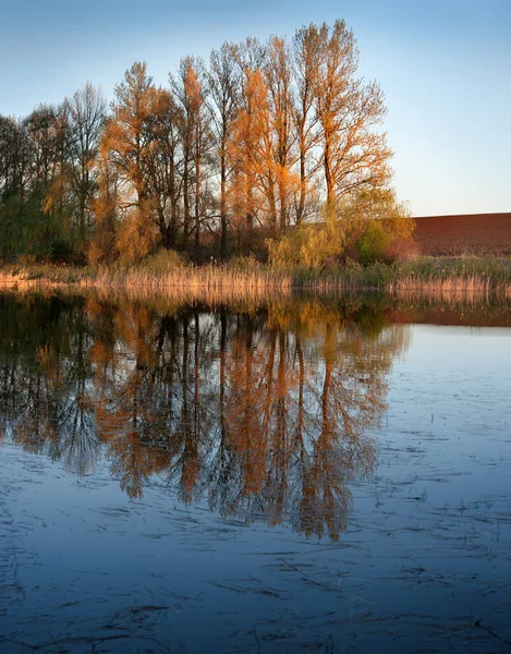 Vår Landskap Träd Med Ljusa Blad Återspegling Floden Vatten — Stockfoto