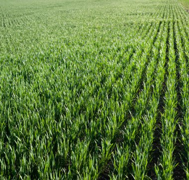 Sıraya dizilmiş genç buğdaylar. Güneşin filizlenmesiyle aydınlanan. Üst manzara.