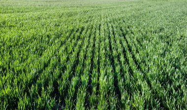 Sıra sıra yeşil filizler, tarım kavramı, buğday ya da çavdar ekimi