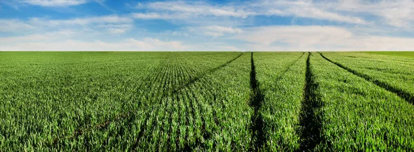 冬小麦绿地 早春芽和农业机械痕迹 — 图库照片