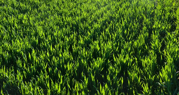 一排排绿色的小草 地下有一排排 农业的概念 种植小麦或黑麦田 — 图库照片
