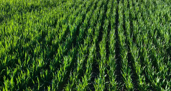 一排排的绿色嫩芽 农业的概念 种植小麦或黑麦 — 图库照片
