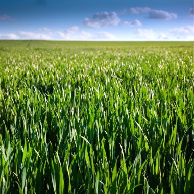 Yeşil bahar buğdayları, filizler, kapanış, bahar tarımı