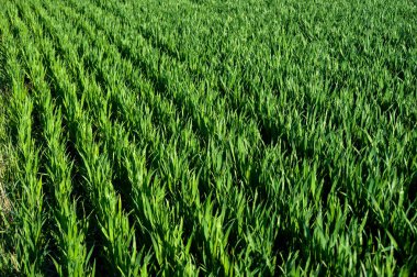 Sıralar güneş tarafından aydınlatılır buğday, bitki örtüsü, baharda tarla