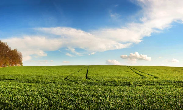 Baharda Tarım Makinelerinin Izleri Ile Birlikte Yeşil Buğday Tarlası Manzarası — Stok fotoğraf