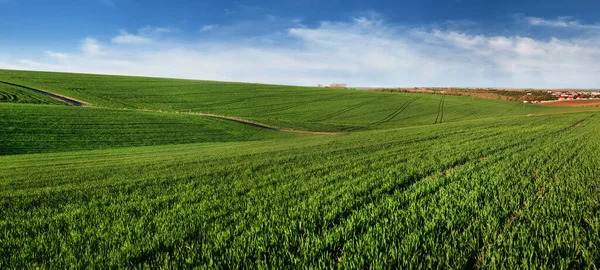 Baharın Yeşil Buğday Tarlası Güzel Gökyüzü — Stok fotoğraf