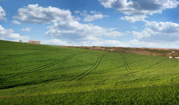 Campo Verde Primavera Trigo Invierno Con Líneas Tecnología Ilustración Agrícola — Foto de Stock