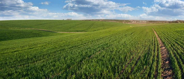 Yeşil Buğdaylı Tarla Mavi Gökyüzü Yeşil Alan Kahverengi Ekilebilir Arazi — Stok fotoğraf