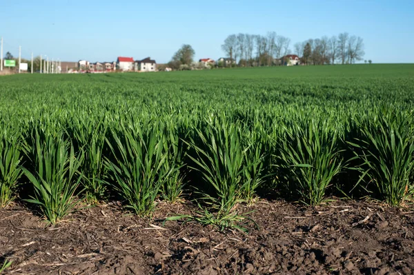 Yeşil bahar buğdayları, filizler, kapanış, bahar tarımı