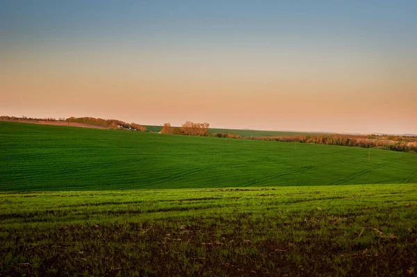 Arable land with green winter wheat in early spring at sunset.