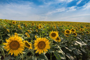 Önünde büyük çiçekler ve güzel gökyüzü olan ayçiçeği tarlası.