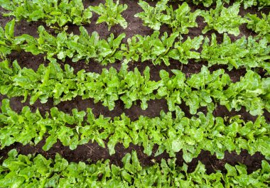 Şeker pancarı yaprakları yukarıdan, yakın çekim, bitkilerin teftişi