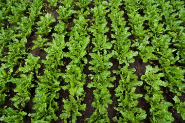 Şeker pancarı yaprakları yukarıdan, yakın çekim, bitkilerin teftişi