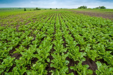 Şeker pancarları pancar tarlasında taze yapraklar.
