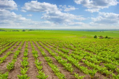 Şeker pancarı sıraları ve bulutlu gökyüzü